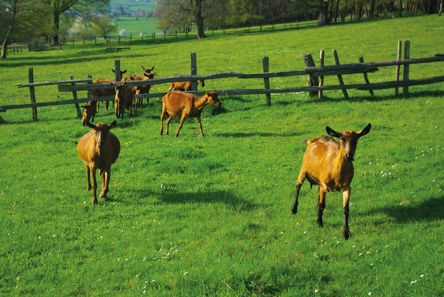 Le Fondant – Fromage de chèvre fermier (Montdenis) – Terroir de Maurienne