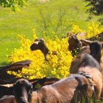 Chèvres dehors - ©LaFermeDesTerres.jpg