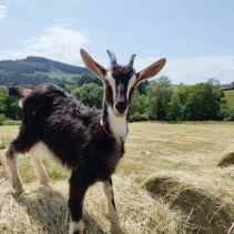 La ferme de Masolat 2 - ©JustinGRIFFON.png