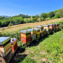 Rucher - ©Daniel Guérin.jpg